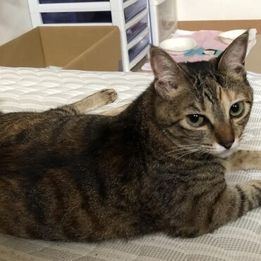 そのお膝に乗りたいにゃん