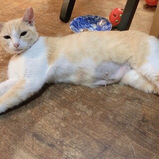 おっとり大人しい女の子♡マミちゃん