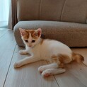里親さんが決まりました！！子猫　2ヵ月半～3ヵ月