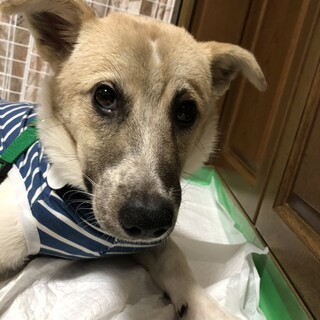 「たまえ」女の子