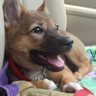 雑種犬・推定3.5ヶ月♀エルちゃん