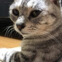 見た目は中猫、中身は成猫