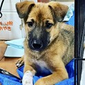 雑種犬・推定4ヶ月齢の男の子！フリオ君