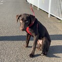 チョコラブもうすぐ2歳！里親募集中