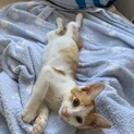 茶白子猫3ヶ月オス
