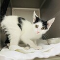 寂しがり屋の子猫ちゃんです。