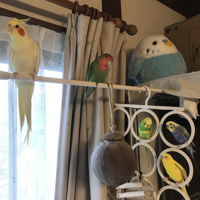 ゆずりとのカバー写真