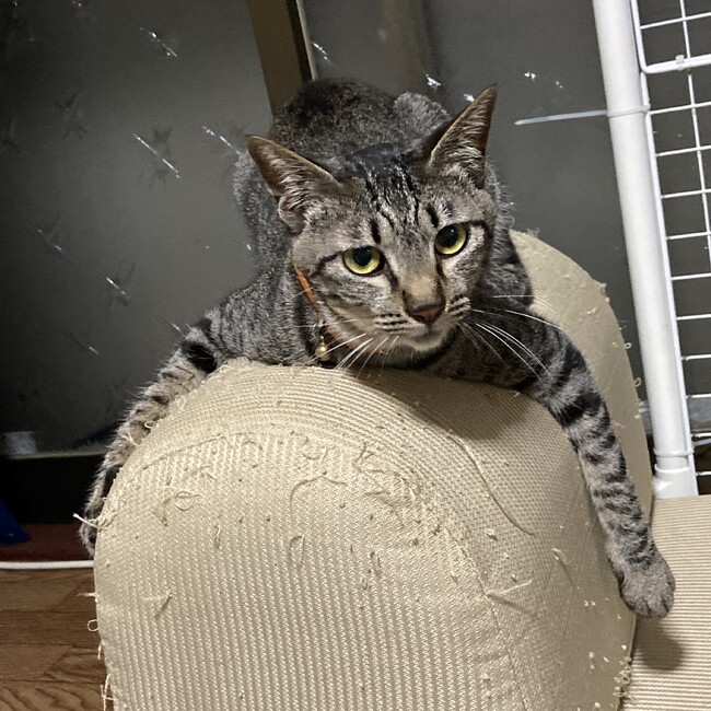 nicconicoのカバー写真