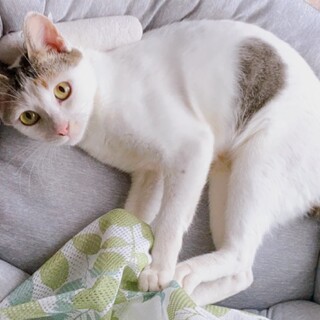 【パステル ミケ】1歳前後♡おかっぱちゃん♡