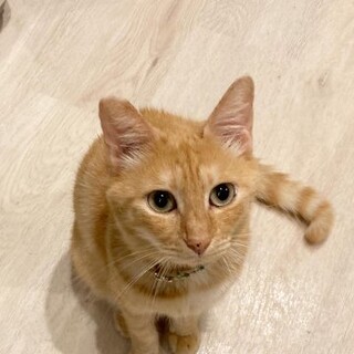 【ティー】撫でられるのが好きな甘えん坊さん