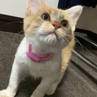 迷い子猫の里親募集しています