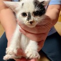 牛柄の可愛い子猫(オス)の里親様募集です。