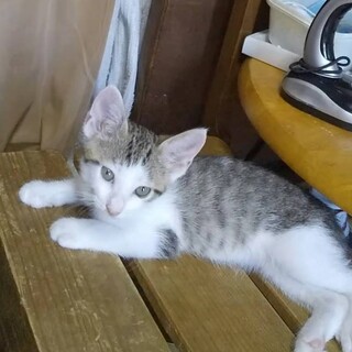 ありがとうございました★可愛らしい雉白モカちゃん