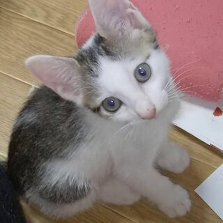 ありがとうございました★可愛い雉白ラテちゃん