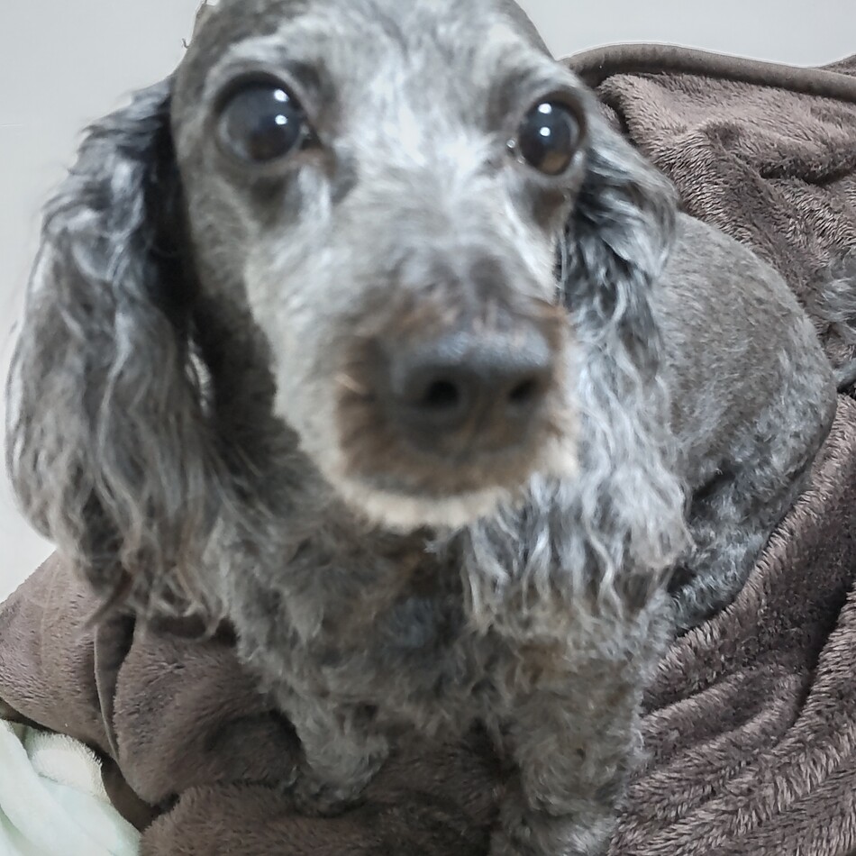 田安はなのカバー写真