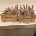 赤ちゃんウサギです