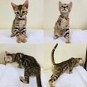 ベンガル猫　可愛い2ヶ月齢