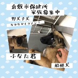 「家族募集中の倉敷の野犬子犬たち→全頭譲渡決定！」サムネイル3