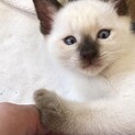 お父さん、お母さん募集します