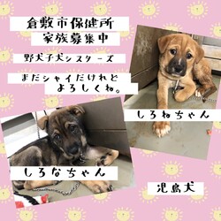 「家族募集中の倉敷の野犬子犬たち→全頭譲渡決定！」サムネイル2