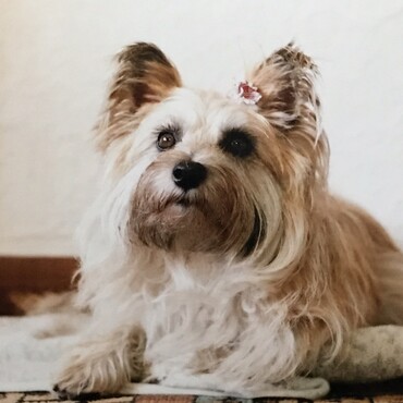 こんな時代もあったシフォン君❣️