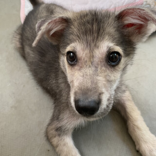 【交渉中】甘えん坊のハイテンションボーイ【ミント】