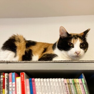 【ラック】美人な三毛猫さん