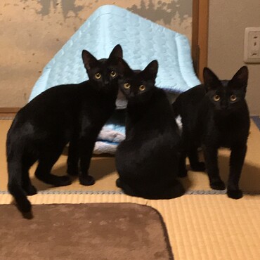 本当にそっくりな黒猫３兄妹❣️