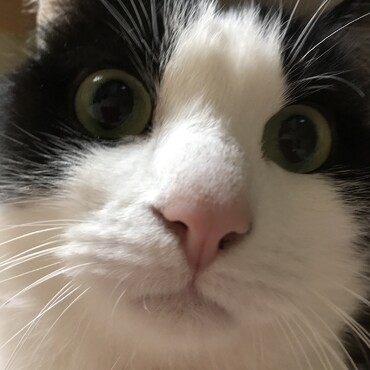 我が家の初めての猫(=^ェ^=) ポールに挟まって泣いていた
