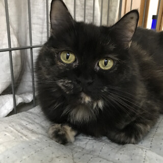 里親決定しました