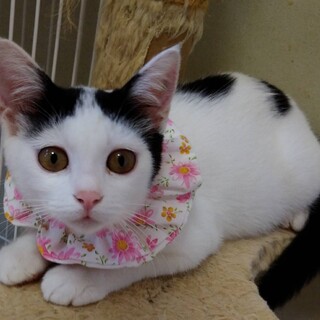 ママが恋しい小鞠ちゃんのママになってください！