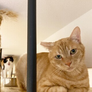 【マナ】ビビリだけどナデナデ大好きな男の子