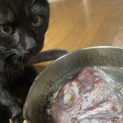 今日のあんこ