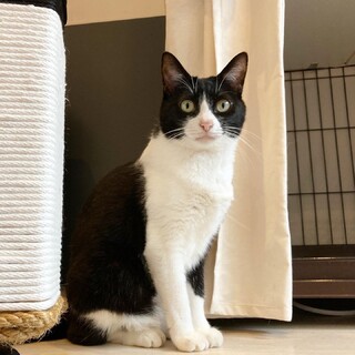 【チビクロ】膝乗りの甘えん坊さん