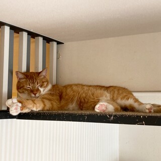 【たま】おっとりした女の子