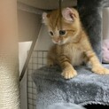 生後2ヶ月半の里親さん募集