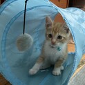 子猫の里親さんを探しています。