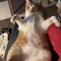 雑種の全然鳴かないおとなしい猫ちゃんです