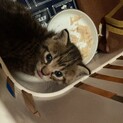 子猫の里親募集中です！