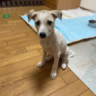 【交渉中】シャイな女の子【ジャスミン】ちゃん