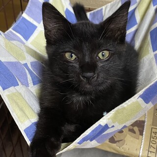 里親決定‼️ヤンチャな黒猫そう君♡