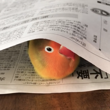 新聞のトンネルはテンション上がります