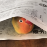 新聞のトンネルはテンション上がります