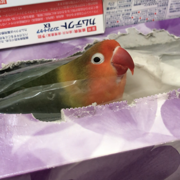 ボロボロで使えないんですけど…でも可愛いんですけど