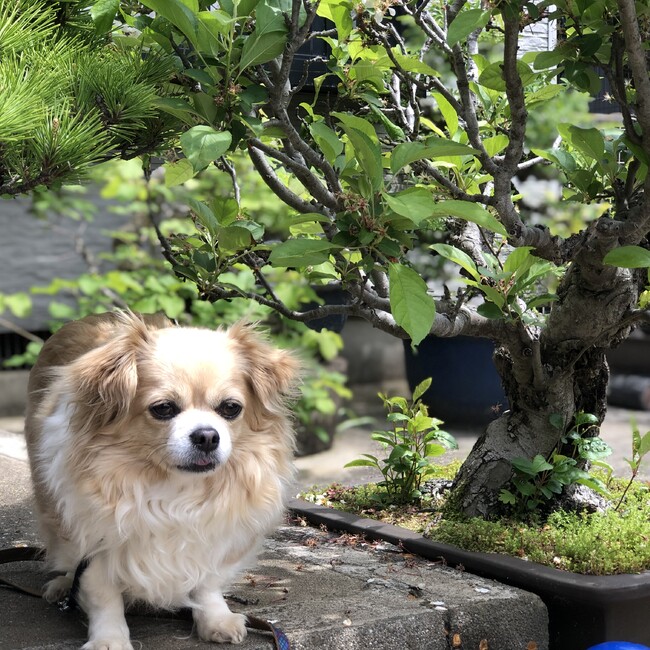 Qちゃんママのカバー写真