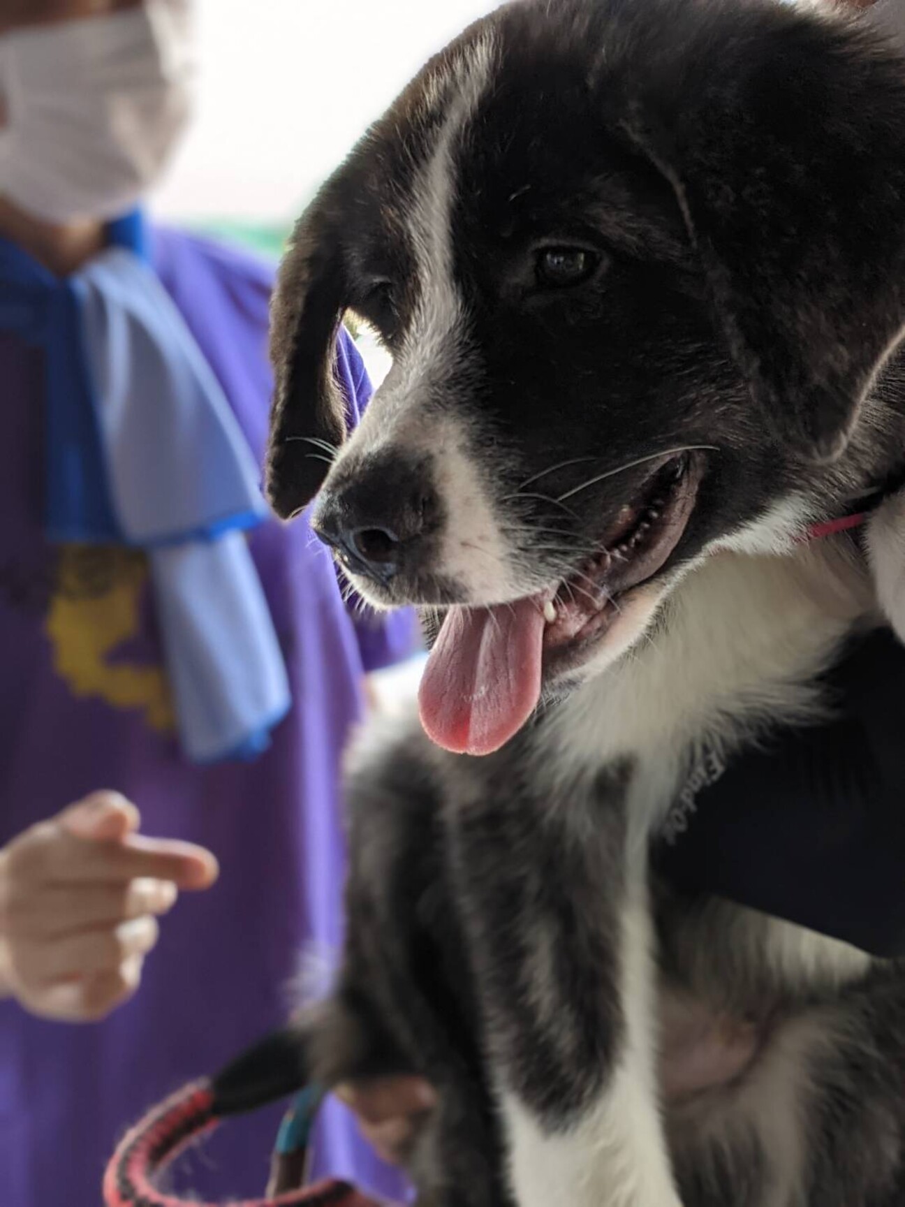 ビックボーイ 秋田ミック 東京都 犬の里親募集 ペットのおうち 月間利用者150万人