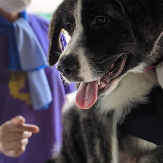 ビックボーイ！秋田ミックスの「善-ゼン」