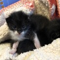 仔猫の里親さん募集中！