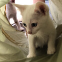 青い目の旭くん