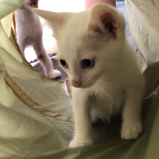 青い目の旭くん